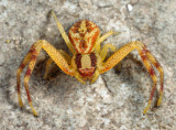 Northern Crab Spider - Mecaphesa asperata