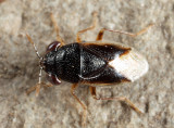 Geocoris uliginosus