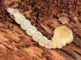 Chrysobothris sp. larva