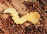 Chrysobothris sp. larva
