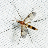 Neoempheria macularis 