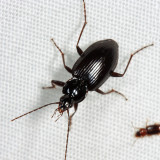 Agonum tenue