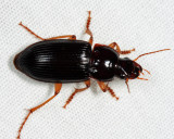  Pennsylvania Dingy Ground Beetle - Harpalus pensylvanicus