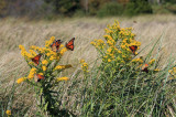 migrating Monarchs - Danaus plexippus