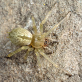 Cheiracanthium sp.