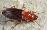 Harpalus erraticus