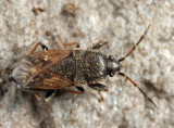 Megalonotus sabulicola