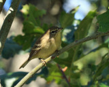 Pine Warbler - Setophaga pinus  (fall plumage)