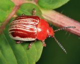 Sumac Flea Beetle - Blepharida rhois