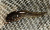 Tadpole