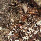 Lasius alienus