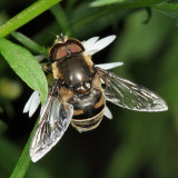 Eristalis dimidiata