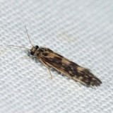 Salt and Pepper Microcaddis - Agraylea multipunctata