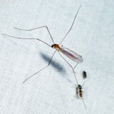 Antocha sp. (crane fly) & Cricotopus sp. (midge)