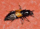 Oxyporus rufipennis