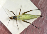 Black-horned Tree Cricket - Oecanthus nigricornis