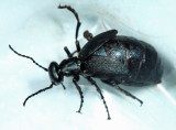 Meloe americanus