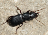 Pterostichus rostratus