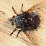 Juriniopsis adusta