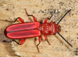 Flat Bark Beetles - Cucujidae