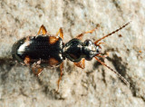 Bembidion quadrimaculatum oppositum