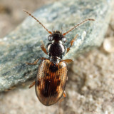 Bembidion impotens