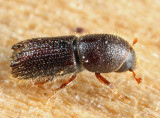 Orthotomicus caelatus