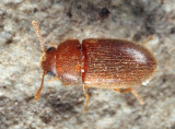 Typhaea stercorea