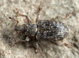 Annual Bluegrass Weevil - Listronotus maculicollis