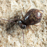 Pseudobourletiella spinata