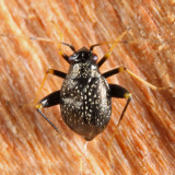 Garden Fleahopper - Halticus bractatus