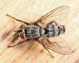 Compsilura concinnata