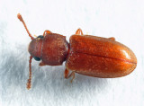 Foreign Grain Beetle - Ahasverus advena