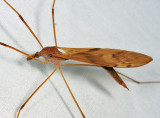 Tipula ultima