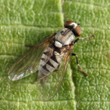  Platypeza anthrax (female)