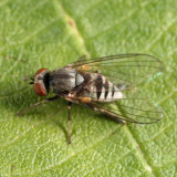  Platypeza anthrax (female)