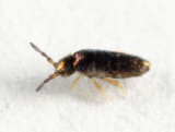 Lepidocyrtus sp.