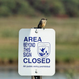 Say's Phoebe - Sayornis saya