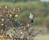 Say's Phoebe - Sayornis saya