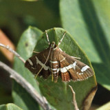 5170 - Beet Webworm Moth - Spoladea recurvalis