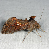8890 - Soybean Looper - Chrysodeixis includens