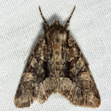 9419 - Adorable Brocade - Platypolia mactata