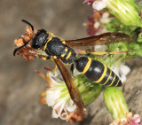 Ancistrocerus adiabatus