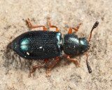 Red-legged Ham Beetle - Necrobia rufipes