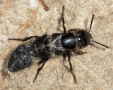 Hairy Rove Beetle - Creophilus maxillosus