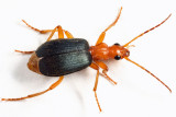 Brachinus cyanipennis