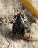 Geocoris uliginosus