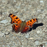 Eastern Comma - Polygonia comma