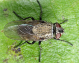 Pollenia labialis