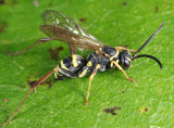 Ceropales maculata fraterna